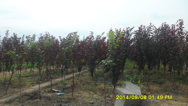 紫叶李|紫叶李价格